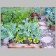 Our little garden crop of 2004. Brocolli, spinach, carrots, lettuce, Note the milk bottle.JPG